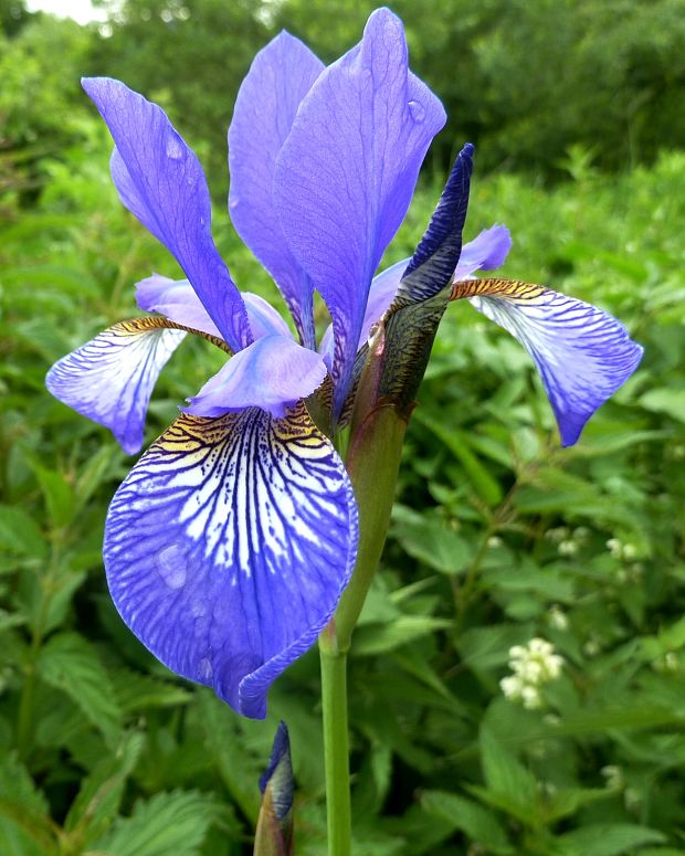 kosatec sibírsky Iris sibirica L.