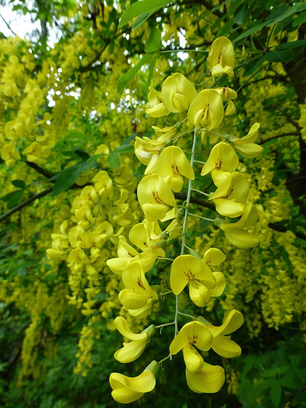 štedrec ovisnutý Laburnum anagyroides Medik.