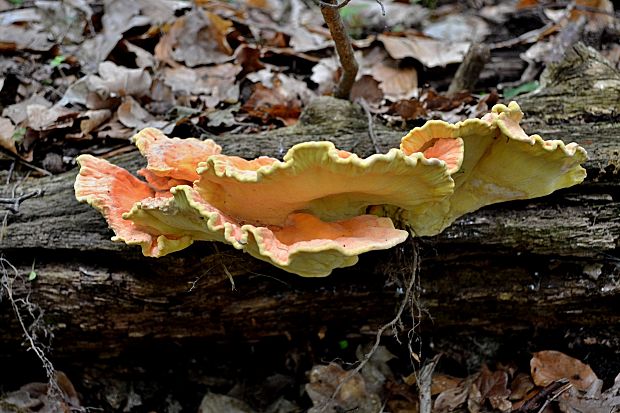 sírovec obyčajný Laetiporus sulphureus (Bull.) Murrill