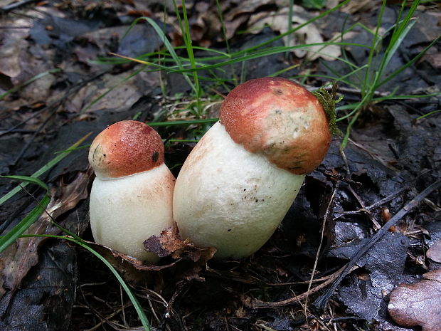 kozák osikový Leccinum albostipitatum den Bakker & Noordel.