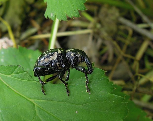 tvrdoň deväťsilový Liparus glabrirostris