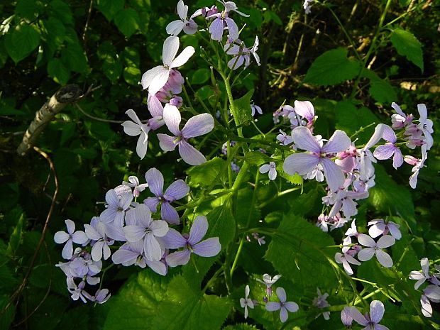 mesačnica trváca Lunaria rediviva L.