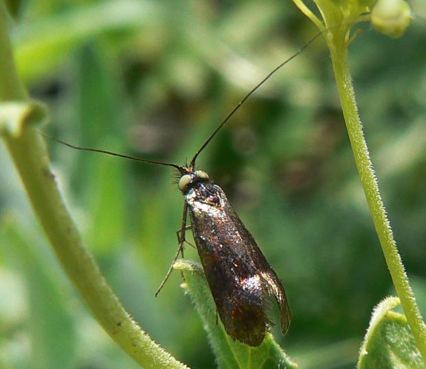 adéla Nemophora prodigellus