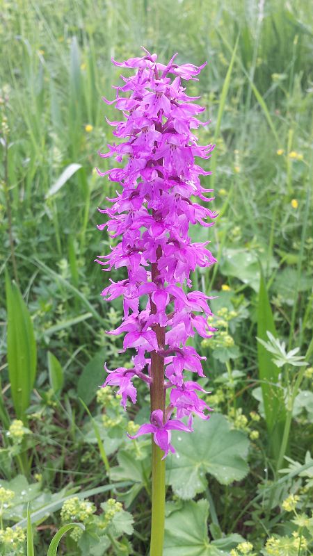 vstavač mužský poznačený Orchis mascula subsp. signifera (Vest) Soó