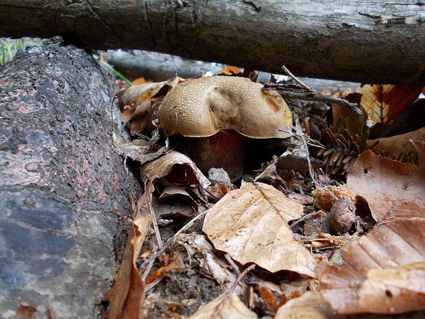 hríb zrnitohlúbikový Sutorius luridiformis (Rostk.) G. Wu & Zhu L. Yang