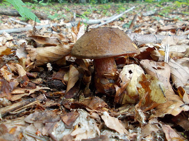 hríb zrnitohlúbikový Sutorius luridiformis (Rostk.) G. Wu & Zhu L. Yang