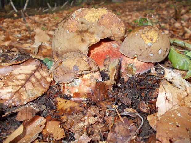 hríb zrnitohlúbikový Sutorius luridiformis (Rostk.) G. Wu & Zhu L. Yang