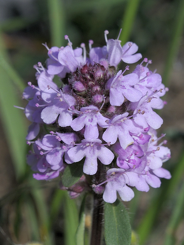 dúška Thymus sp.