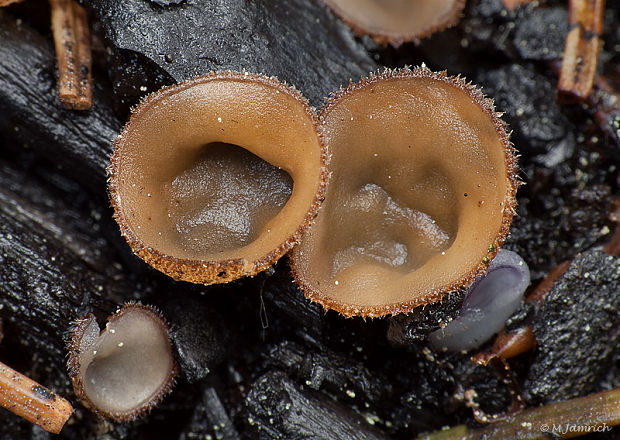 tricharína  Tricharina sp.