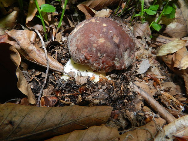 hríb sosnový Boletus pinophilus Pil. et Dermek in Pil.