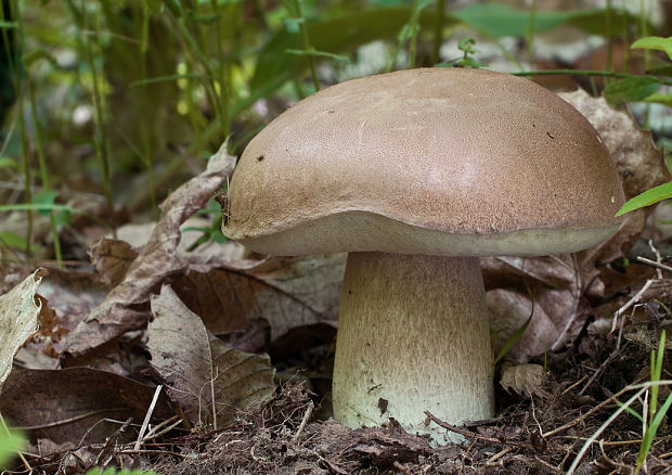 hríb dubový Boletus reticulatus Schaeff.