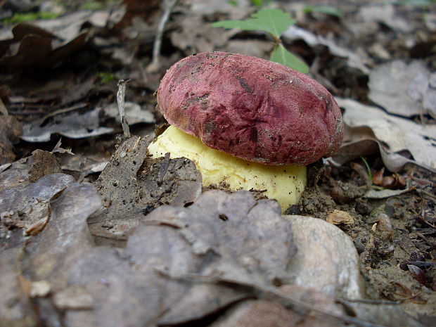 hríb kráľovský Butyriboletus regius (Krombh.) D. Arora & J.L. Frank