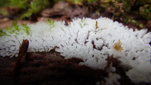 rohačka kríčkovitá Ceratiomyxa fruticulosa var. fruticulosa (O.F. Müll.) T. Macbr