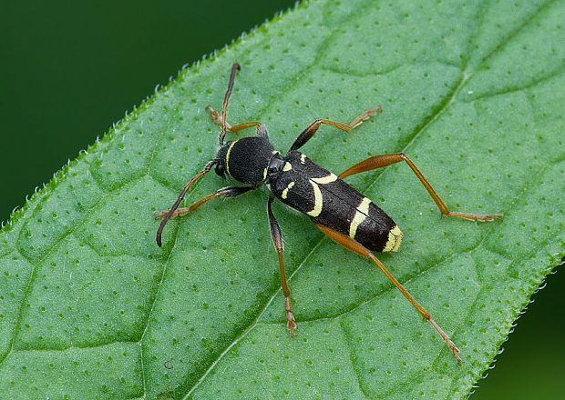 fuzač Clytus arietis