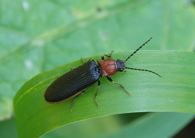 . Denticollis linearis