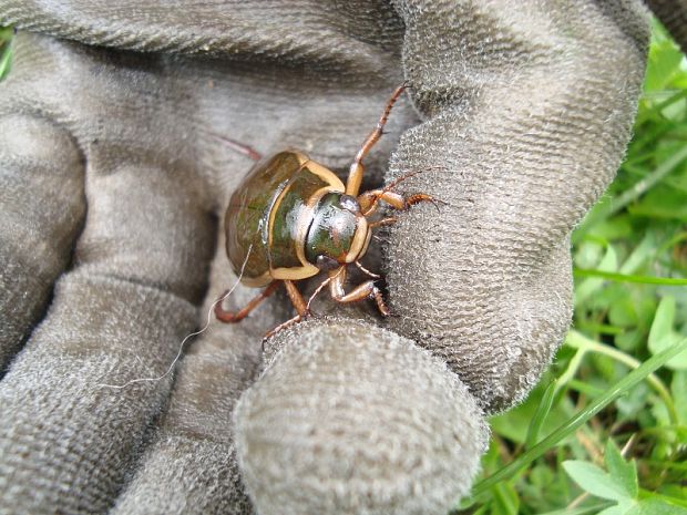 potápnik obrúbený Dytiscus marginalis