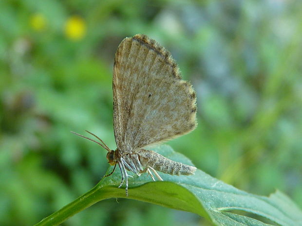 piadivka  Euchoeca nebulata