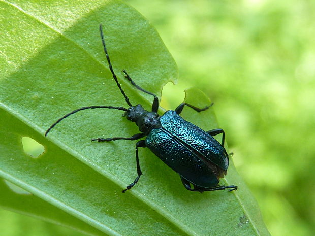 fuzáč Gaurotes virginea