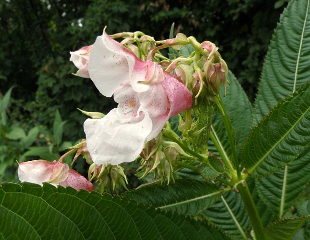 netýkavka žliazkatá / netýkavka žláznatá Impatiens glandulifera Royle