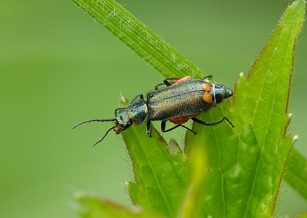 . Malachius bipustulatus