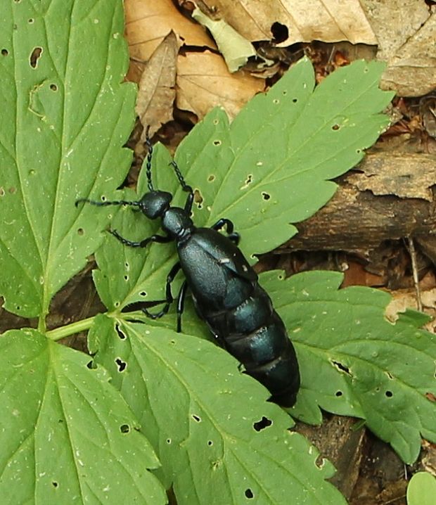 majka Meloe violaceus