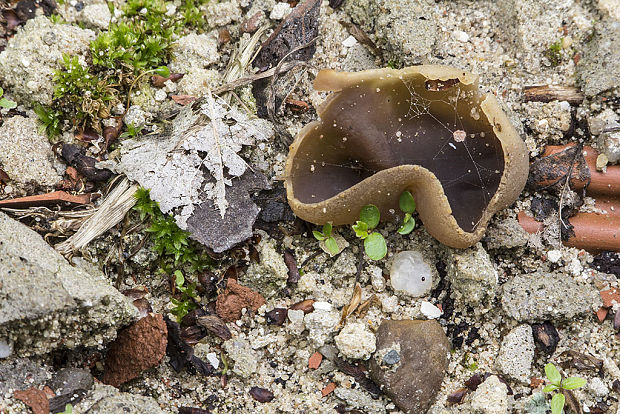 čiaška Peziza sp.