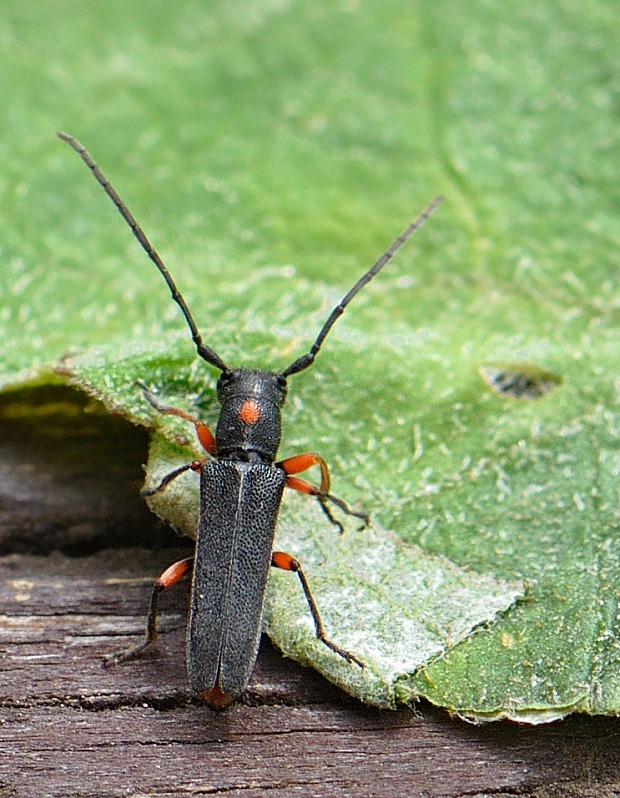 fuzáč Phytoecia virgula