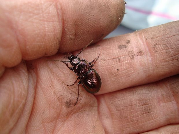 bystruška Pterostichus burmeisteri