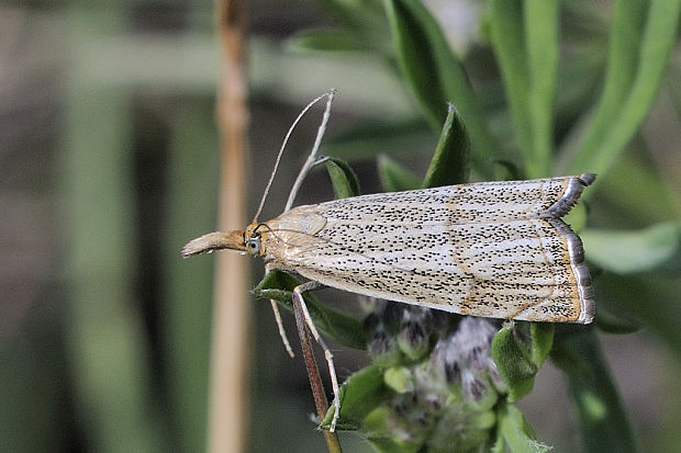 trávovec jarný Thisanotia chrysonuchella