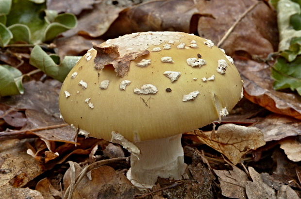 muchotrávka slamovožltá Amanita gemmata (Fr.) Bertill.