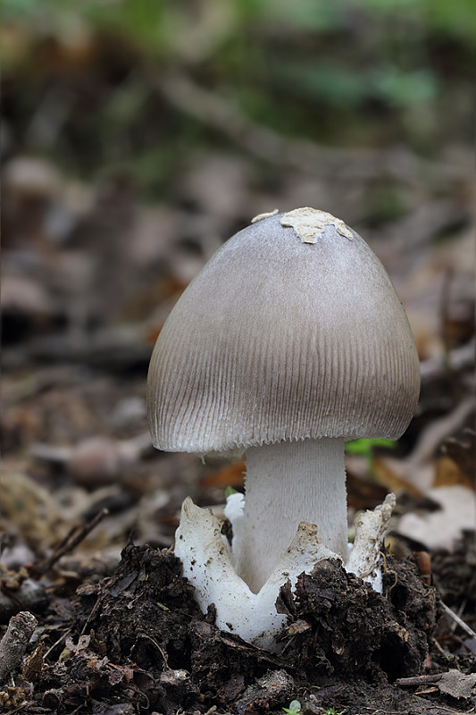 muchotrávka pošvatá Amanita vaginata (Bull.) Lam.