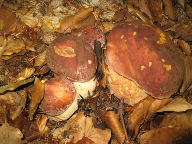 hríb bronzový Boletus aereus Bull. ex Fr.