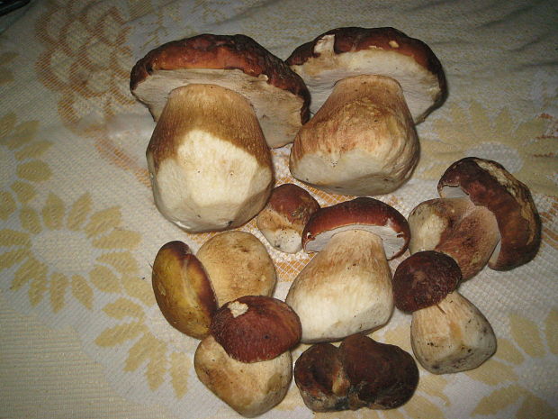 hríb bronzový Boletus aereus Bull. ex Fr.