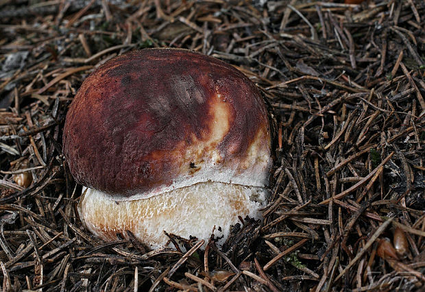 hríb sosnový Boletus pinophilus Pil. et Dermek in Pil.