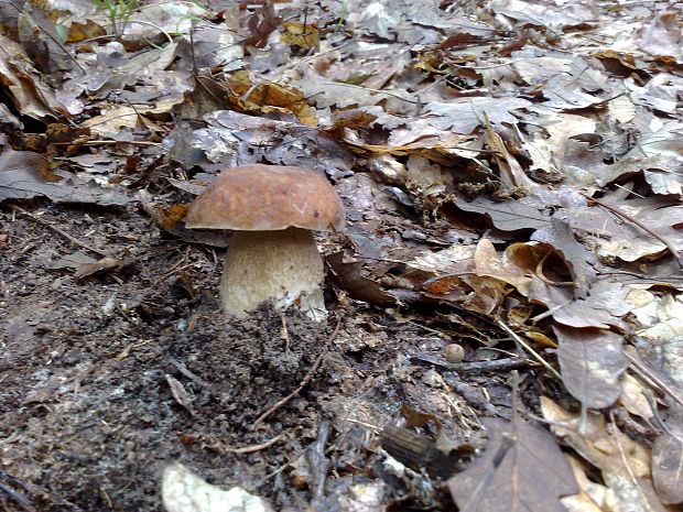 hríb dubový Boletus reticulatus Schaeff.