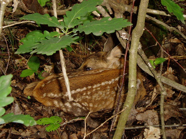 mláďatko... Capreolus capreolus