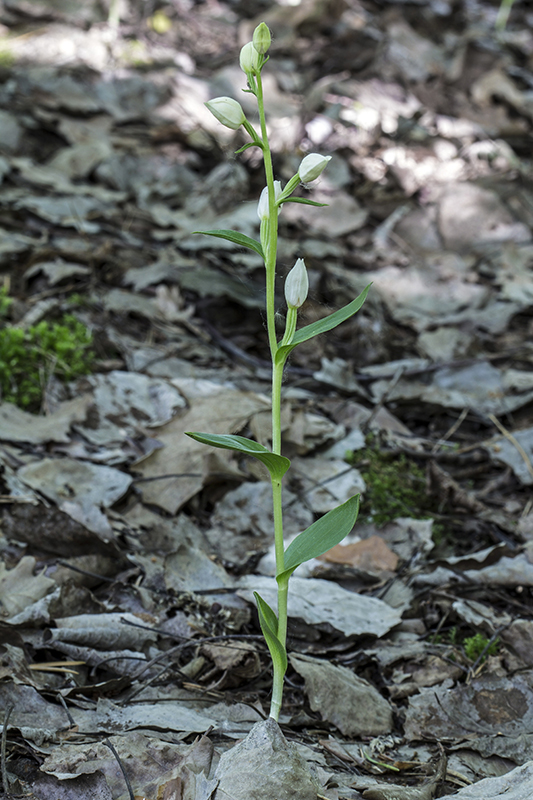 prilbovka biela Cephalanthera damasonium (Mill.) Druce