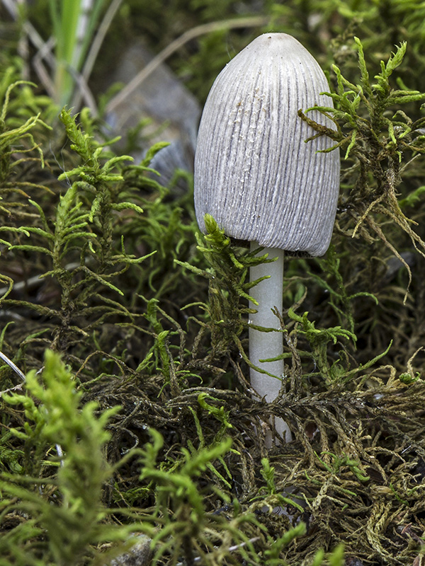 hnojník Coprinus sp.