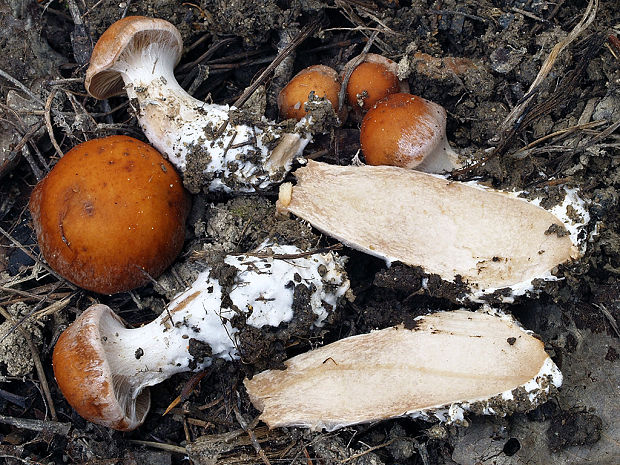 pavučinovec hľuzovitý Cortinarius bulbosoides Bidaud & Carteret