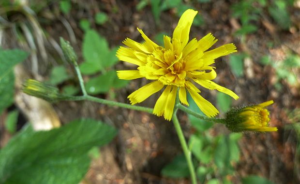 jastrabník Hieracium sp.