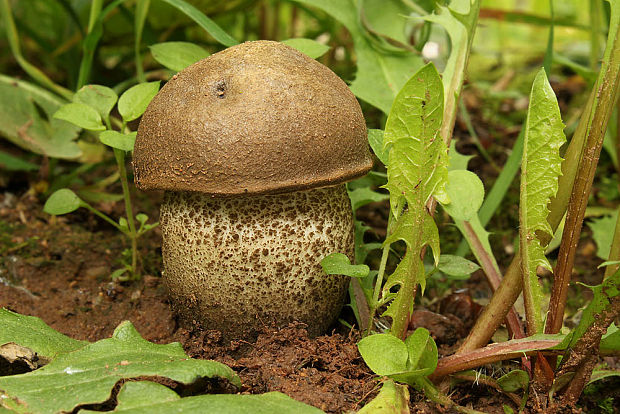 kozák topoľový Leccinum duriusculum (Schulzer ex Kalchbr.) Singer