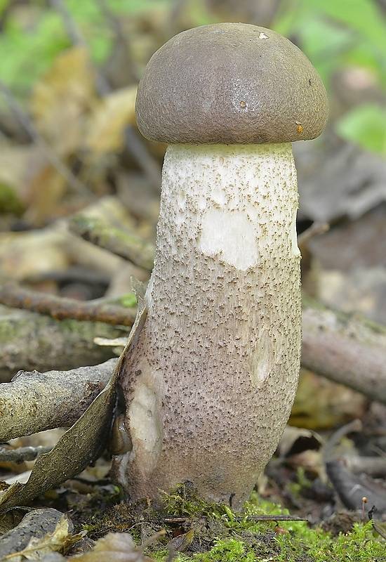 kozák topoľový Leccinum duriusculum (Schulzer ex Kalchbr.) Singer