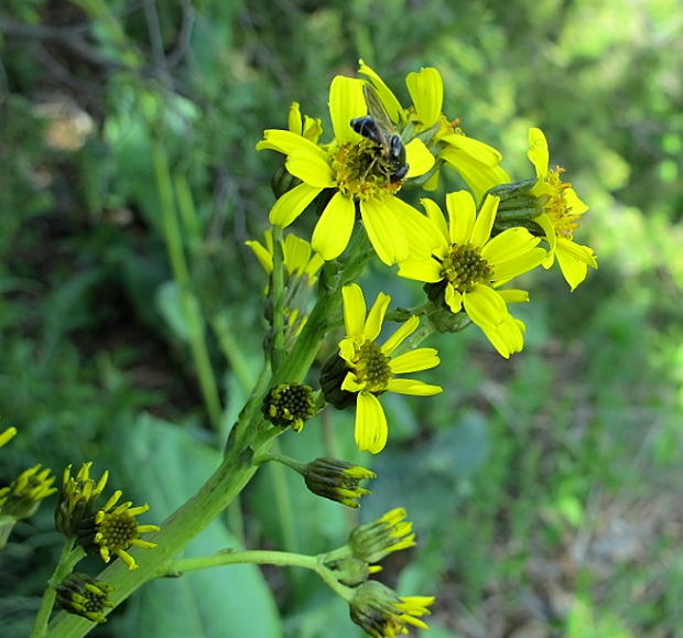 jazyčník sivý Ligularia glauca (L.) A. Hoffm.