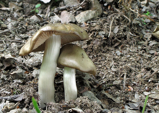 povraznica širokolupeňová Megacollybia platyphylla (Pers.) Kotl. & Pouzar