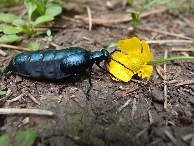 májka fialová Meloe violaceus