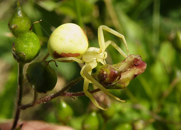 kvetárik dvojtvarý / běžník kopretinový Misumena vatia Clerck, 1757