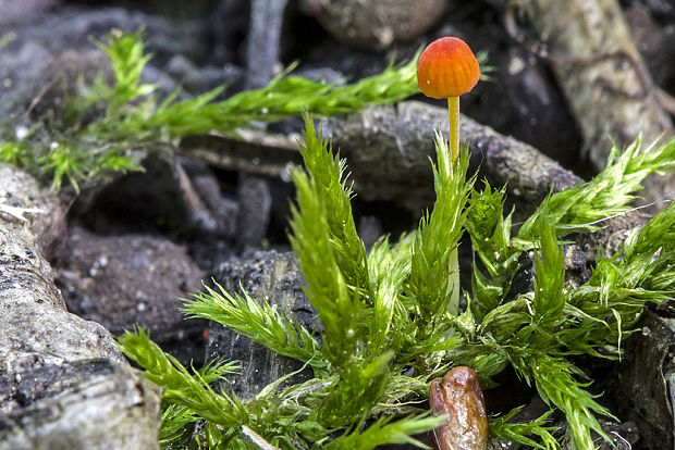 prilbička ihličková Mycena acicula (Schaeff.) P. Kumm.