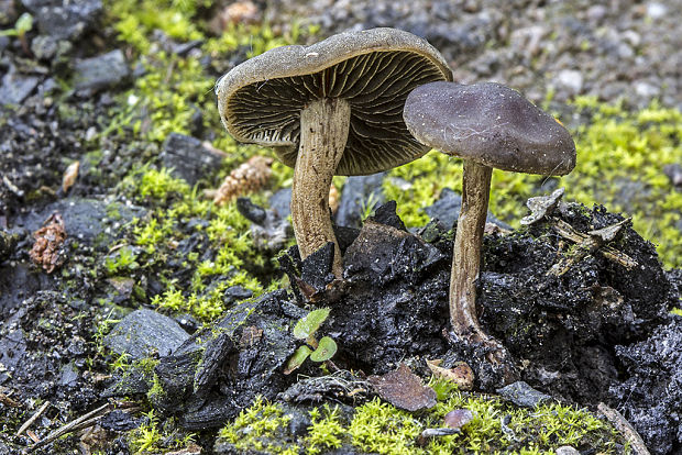 šupinovka spálenisková Pholiota highlandensis (Peck) Quadr. & Lunghini