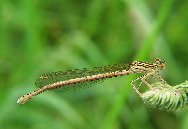 šidielko ploskonohe Platycnemis pennipes