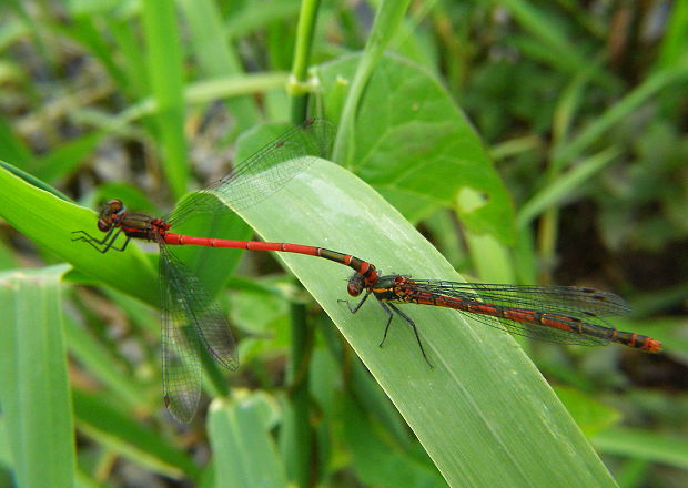 šidielko červené Pyrrhosoma nymphula